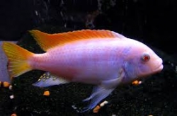 Pseudotropheus greshakei Albino