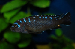 Pseudotropheus neon spot                                   