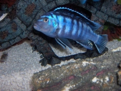 Pseudotropheus ornatus