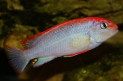 Pseudotropheus sp. red top ndumbi