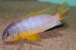 Pseudotropheus tropheops red fin