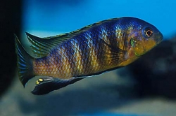 Pseudotropheus tropheops