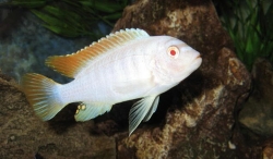 Pseudotropheus zebra albin