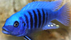 Pseudotropheus zebra blue + blue
