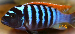 Pseudotropheus zebra red + blue