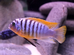 Pseudotrropheus zebra Lundo