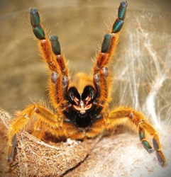 Pterinochilus murinus usambara
