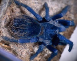 Pterinopelma sazimai
