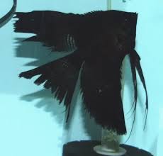 Pterophyllum scalare black l.f.  L