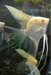 Pterophyllum cf. altum "Peru diamant Albino" Srí Lanka