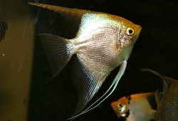 Pterophyllum gold diamant