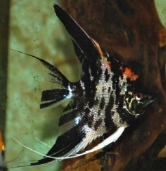 Pterophyllum marm.goldkopf