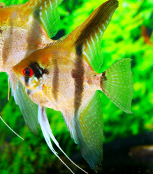 Pterophyllum sp. “Rio Nanay Type 3” Wild L/XL