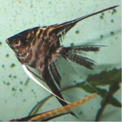 Pterophyllum scal. marble l.f.