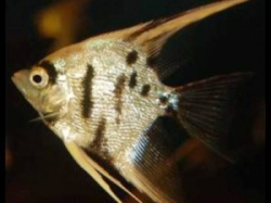 Pterophyllum scalare dalmatin diamant