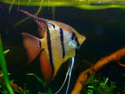 Pterophyllum scalare Rio Nanay L 