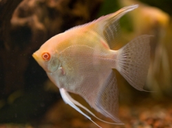 Pterophyllum scalare zebra albino