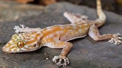 Ptyodactylus ragazzi