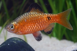 Puntius conchonius orange color