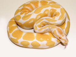 Python regius albino