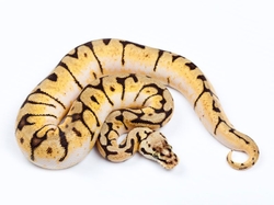 Python regius Bumble Bee fire male