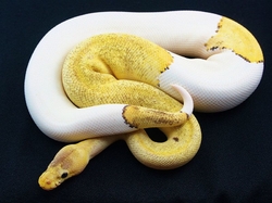 Python regius champagne piebold