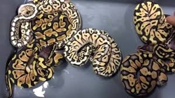 Python regius HGWG pastel