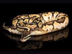 Python regius pastel calico