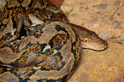 Python reticulatus