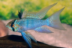 Papiliochromis ramirezi electric blue long fin