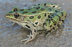 Rana pipiens