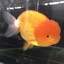 Carassius auratus assorted ranchu