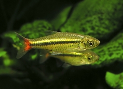 Rasbora borapetensis