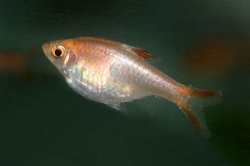 Rasbora heteromorpha gold