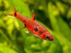 Rasbora maculata 1 - 2 cm   