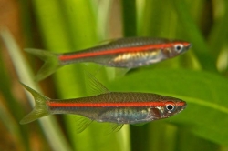 Rasbora pauciperforata  