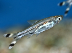 Rasbora trilineata  