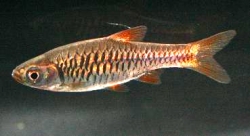 Rasbora vulcanus  