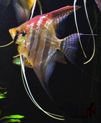 Pterophyllum sp. Red altum Sao Gabriel Wild XL 