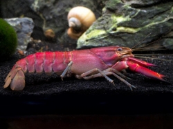 Cherax sp. "Red Brick Papua"