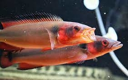 Crenicichla sp. Red Cheek - Venezuela Wild  XL