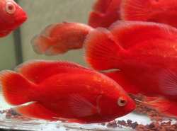 Astronotus ocelatus Red Chilli Oscar L