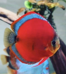 Symphysodon sp. Red Cover (China grade AAA) ML 