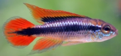 Apistogramma agassizi red dorsal