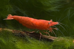 Neocaridina heteropoda fire red  