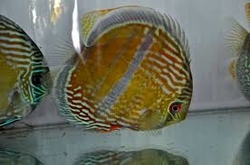 Symphysodon aequifasciatus "Red ICA" Wild XXL RARE