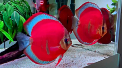 Symphysodon axelrodi "ICA Red Cover" (China Grade AAA) ML 