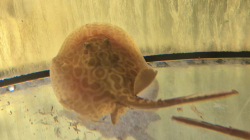 Potamotrygon sp. Red Lucy Albino