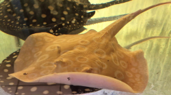Potamotrygon sp. Red Lucy Albino