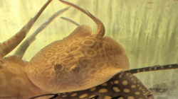 Potamotrygon sp. Red Lucy Albino 